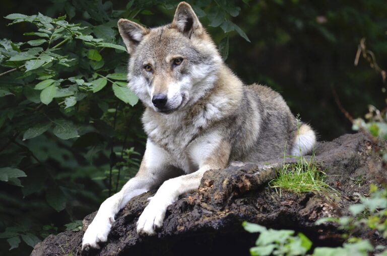 Best kids parks on the Riviera A wolf in the wild in France