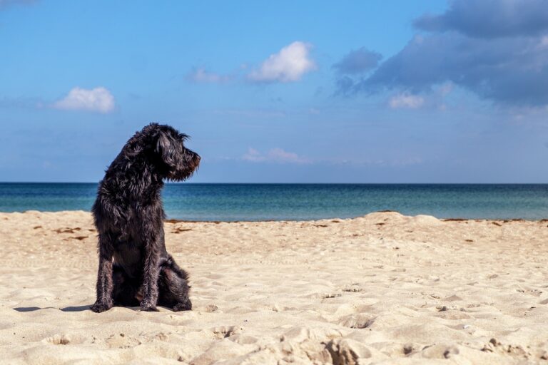 Dog friendly beach on the French Riviera