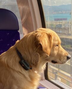 dog on train cote d'azur