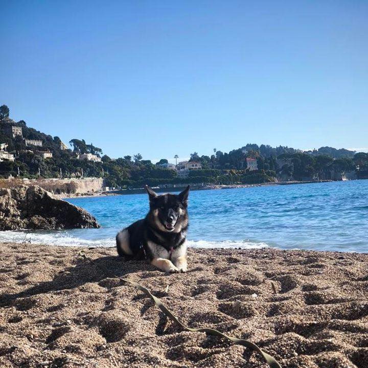 Animal charity on the French Riviera