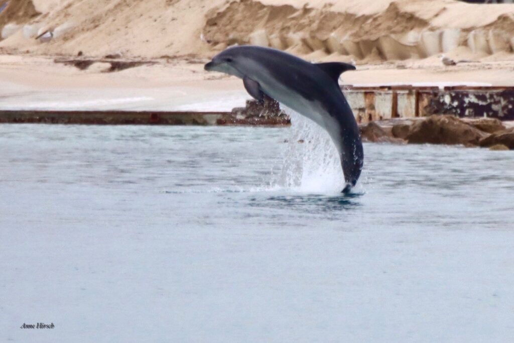 Dolphins swim in Port Gallice on the French Riviera © Anne Hirsch