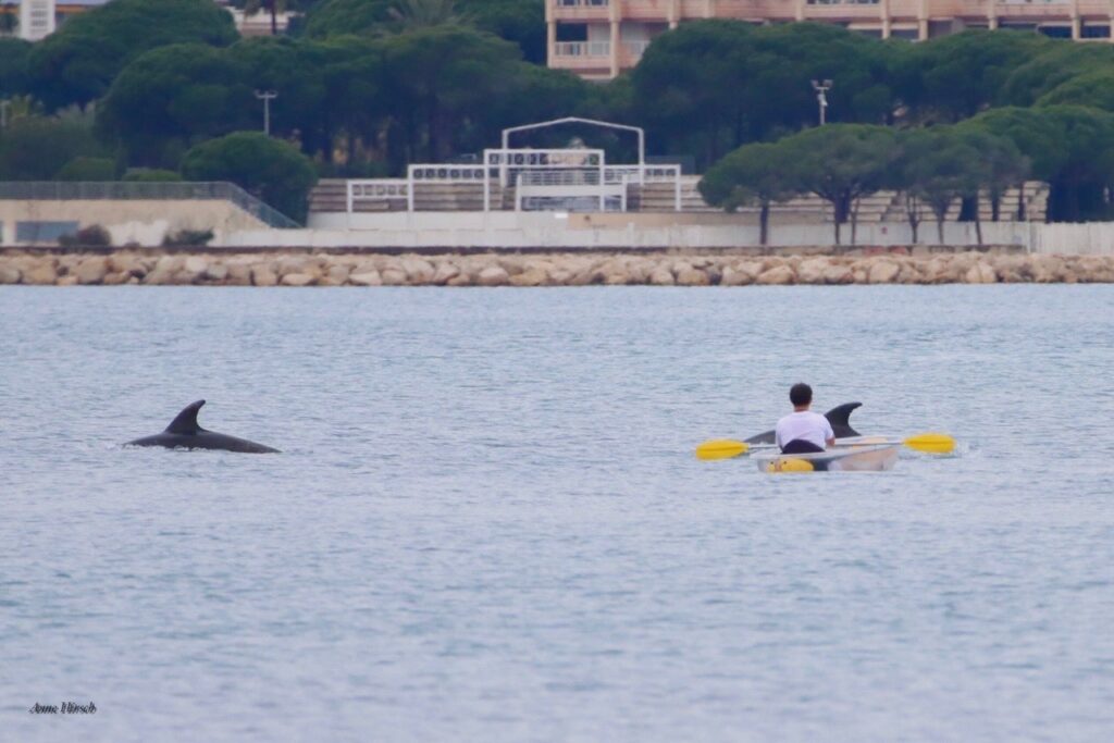 Dolphins swim in Port Gallice on the French Riviera © Anne Hirsch