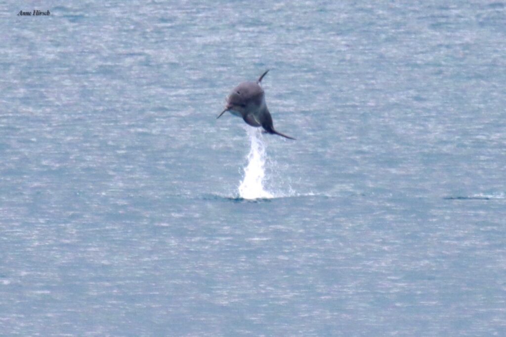 Dolphins swim in Port Gallice on the French Riviera © Anne Hirsch