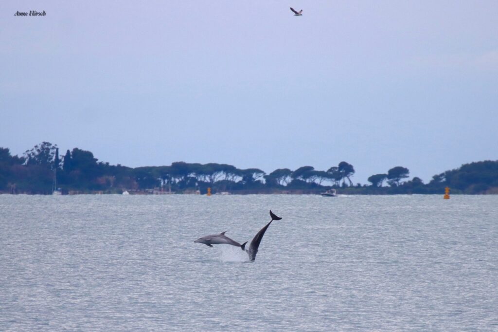 Dolphins visit Port Gallice on the French Riviera © Anne Hirsch