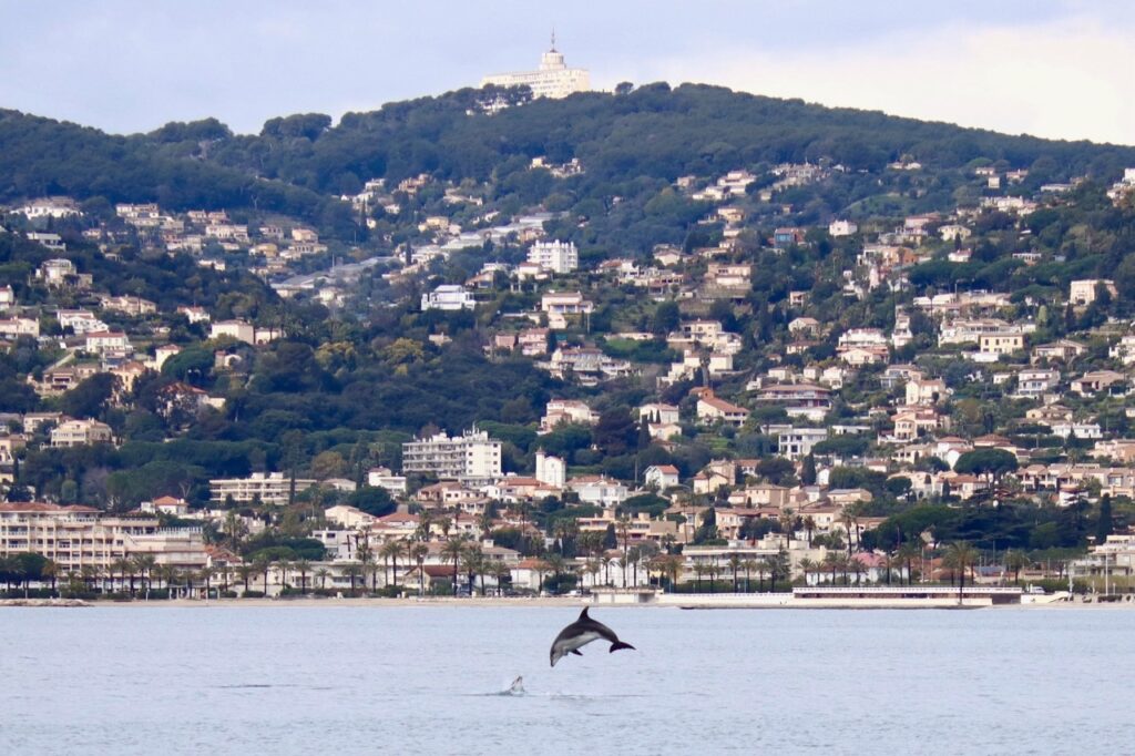 Dolphins visit Port Gallice on the French Riviera © Anne Hirsch