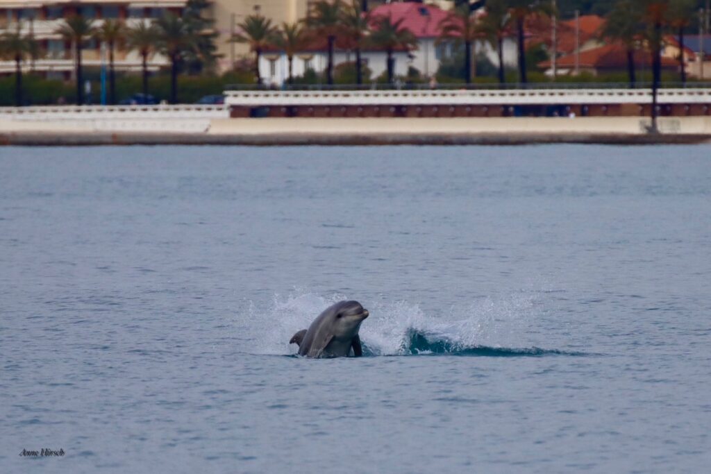 Dolphins swimming at Port Gallice, Cap d'Antibes, Côte d’Azur © Anne Hirsch