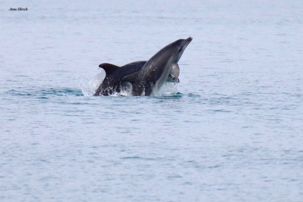 Dolphins visit French Riviera © Anne Hirsch
