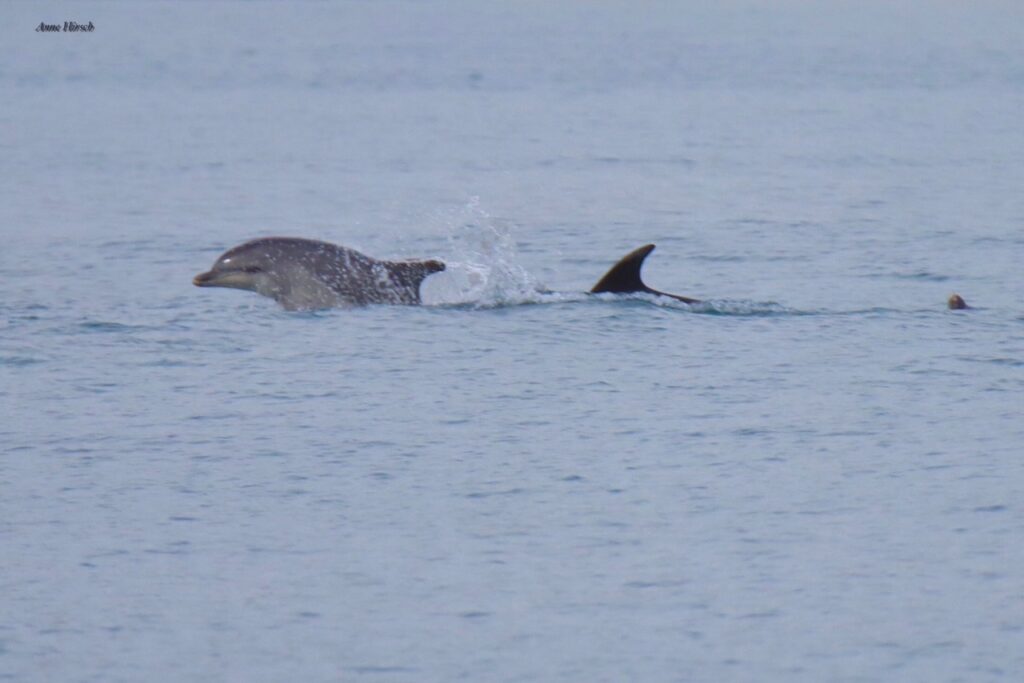 Dolphins play at Port Gallice, Juan-les-Pins, Côte d’Azur © Anne Hirsch