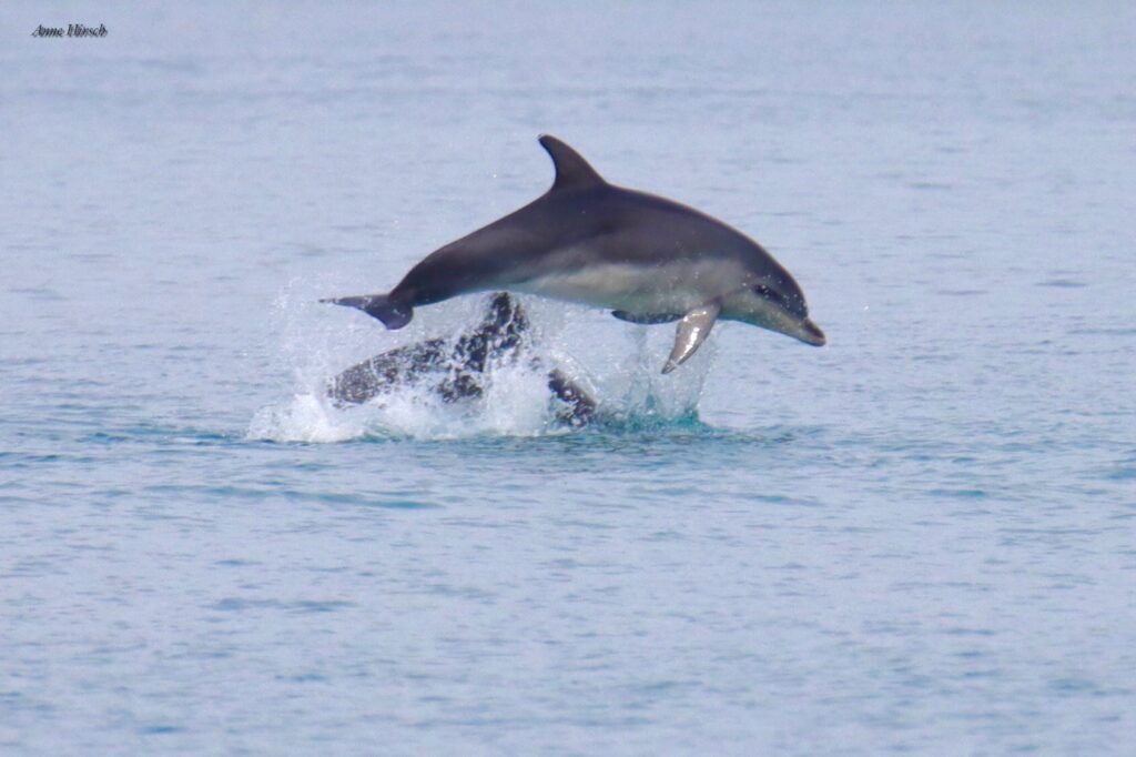 Dolphins play at Port Gallice, Juan-les-Pins, Côte d’Azur © Anne Hirsch