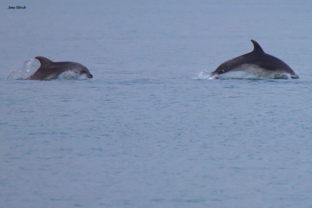 Dolphins play at Port Gallice, Juan-les-Pins, Côte d’Azur © Anne Hirsch