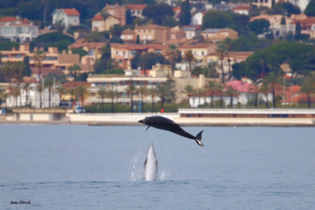 Dolphins play at Port Gallice, Juan-les-Pins, Côte d’Azur © Anne Hirsch