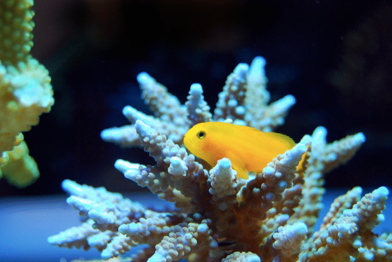 United Nations Ocean Conference