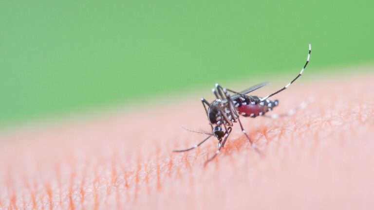 Cas de dengue et de chikungunya sur la Côte d'Azur